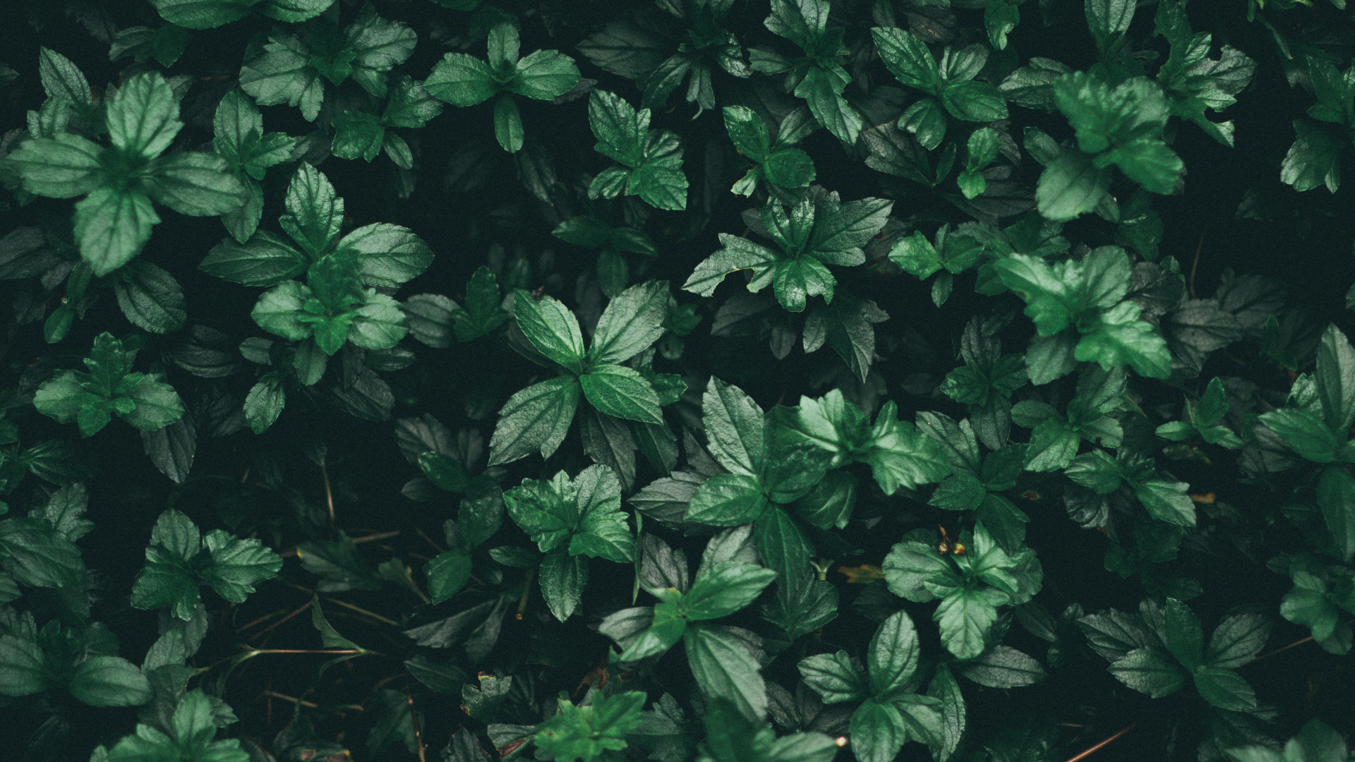 Abstract green background